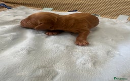 Cockapoo dogs for sale: Adorable F1B puppies born weekly pictures progress - Image 28