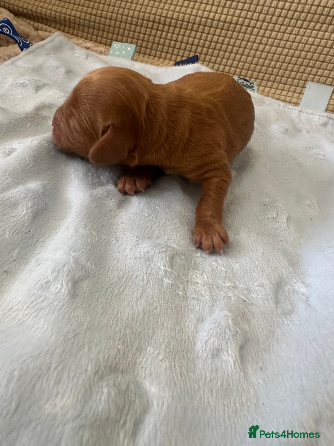 Cockapoo dogs for sale: Adorable F1B puppies born weekly pictures progress - Image 28