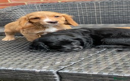 Cocker Spaniel dogs for sale: Cocker Spaniel Pups - Image 3