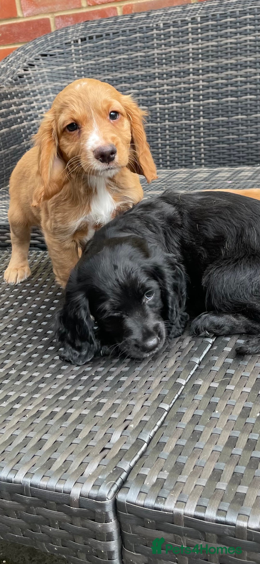 Cocker Spaniel dogs for sale: Cocker Spaniel Pups - Image 3