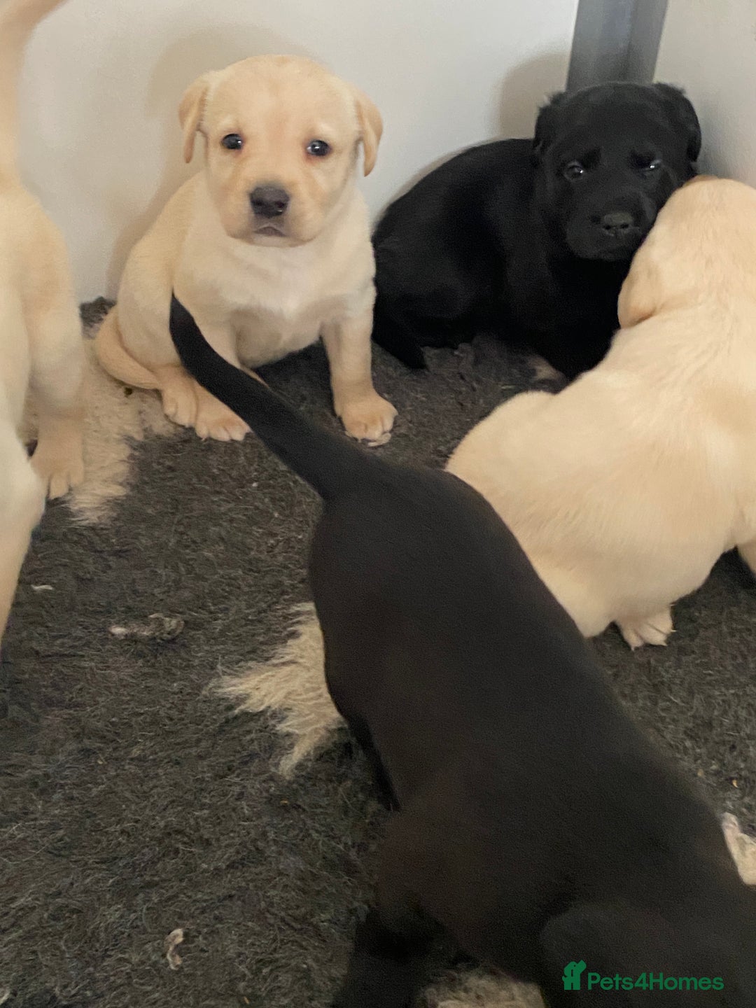 Labrador Retriever dogs for sale: Yellow and Black Labrador puppies  - Image 15