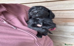 Sprocker dogs for sale: Sprocker spaniel puppy’s for sale  - Image 25