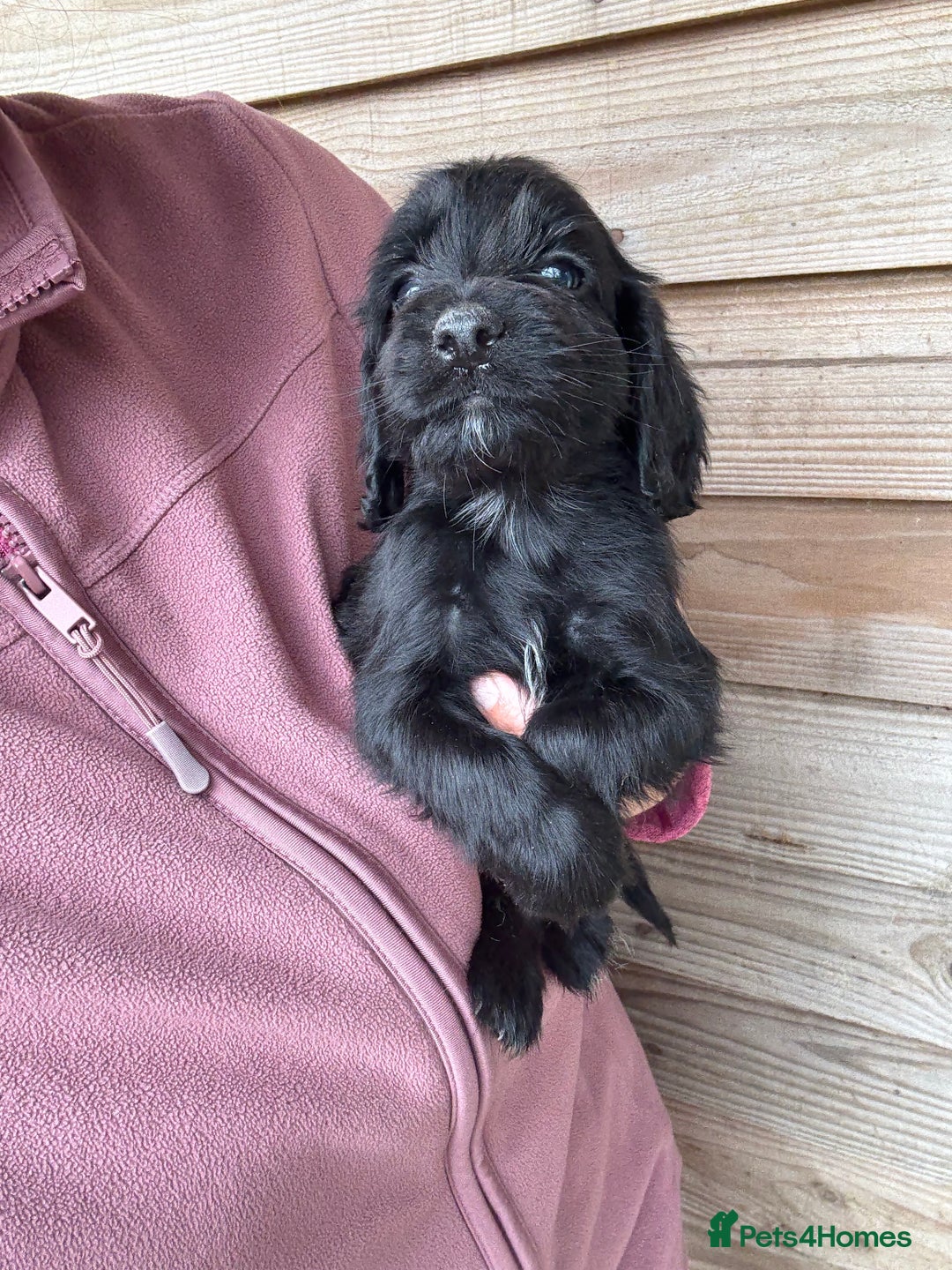 Sprocker dogs for sale: Sprocker spaniel puppy’s for sale  - Image 25