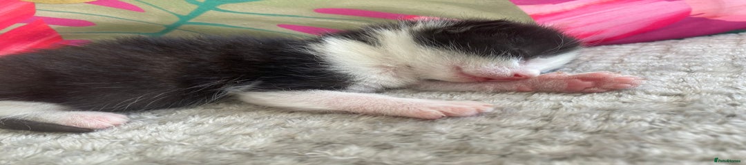 Ragdoll Kitten 1