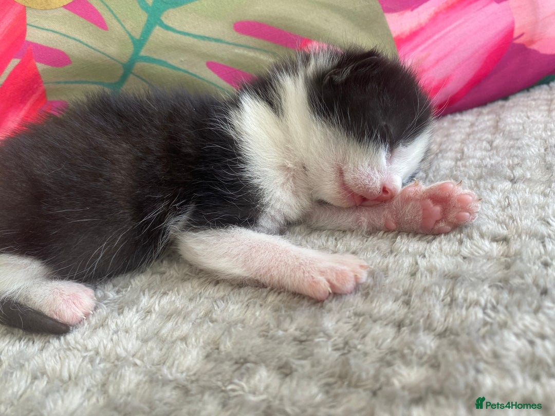 Ragdoll cats for sale: Kittens 💗 - Image 2