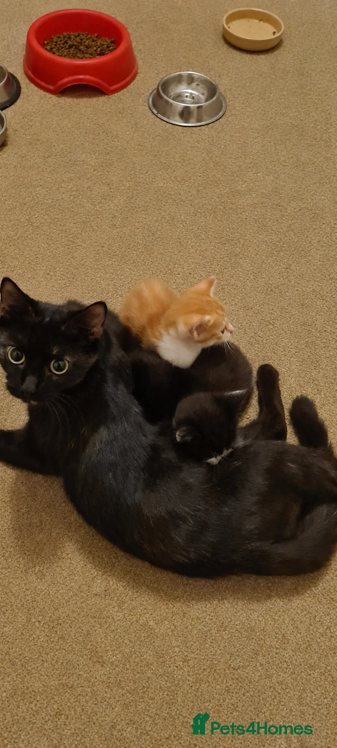Mixed Breed cats for sale: 3 Beautiful little kittens - Advert 2