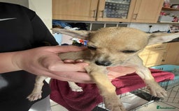 Chihuahua dogs for sale: Adorable chihuahua puppies ready now - Image 2