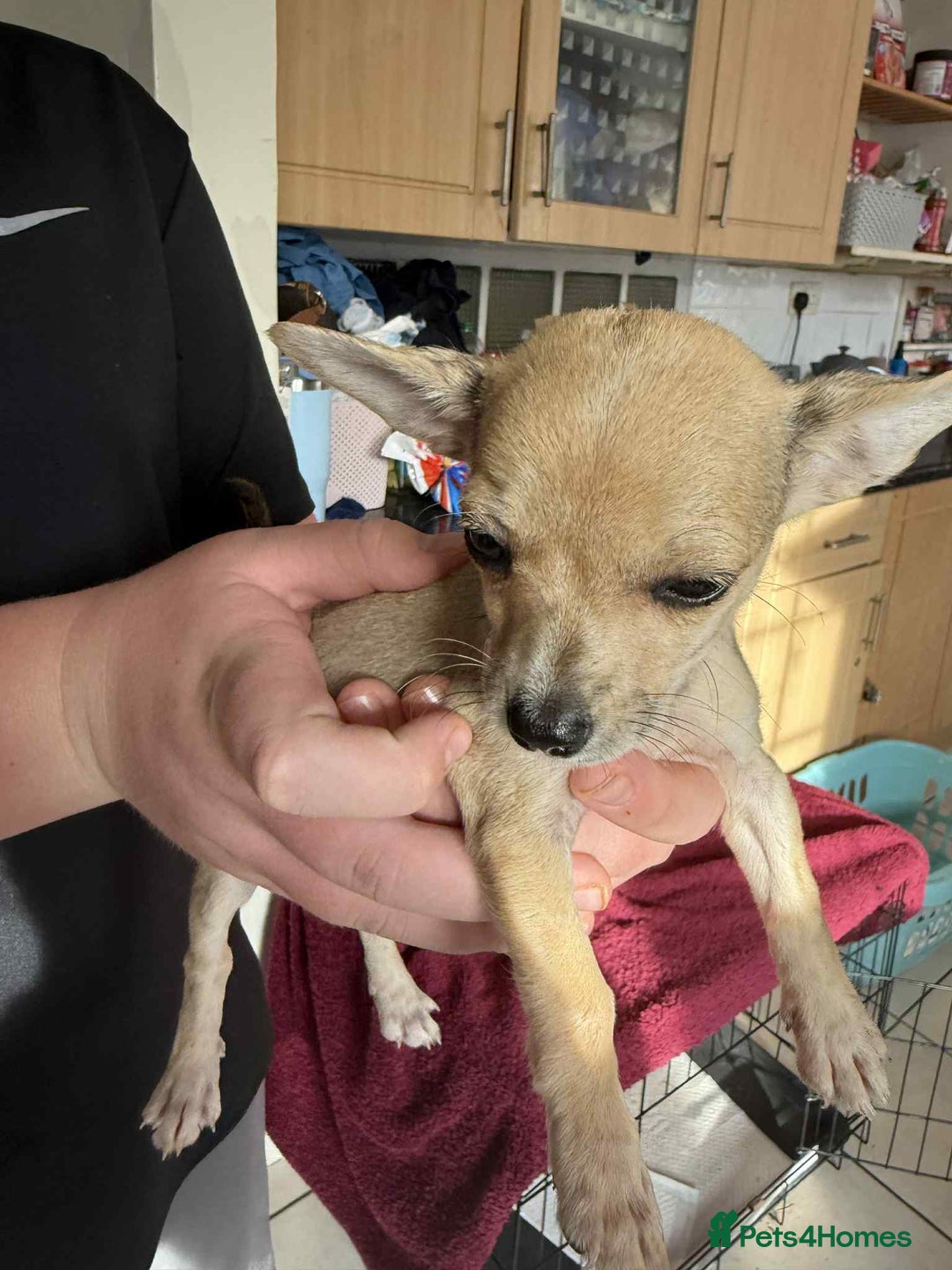 Chihuahua dogs for sale: Adorable chihuahua puppies ready now - Image 2