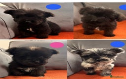 Mixed Breed dogs for sale: Beautiful F1 schnoodle puppy’s  - Image 1