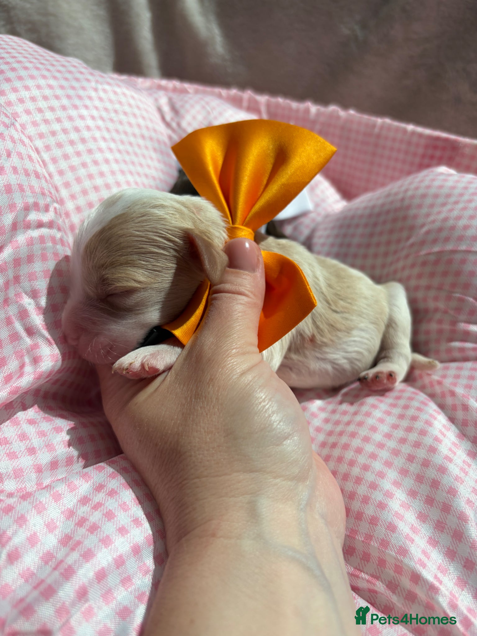 Cavapoo dogs for sale: F1 Chocolate Dream Cavapoos 🤎 - Advert 12