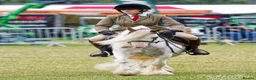 Irish Cob horses for sale: Rising 5 traditional 13hh gelding PC/allrounder - Advert 3