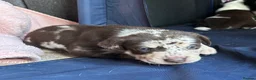 Mixed Breed dogs for sale: Beautiful Staffie cross puppies - Advert 22