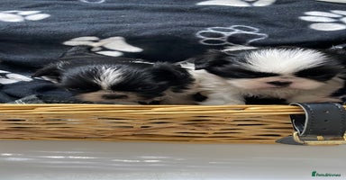 Shih Tzu dogs - Advert 5