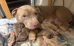 Mixed Breed dogs for sale: Staff puppies for sale!!!!! Weened and Ready now!! - Image 17