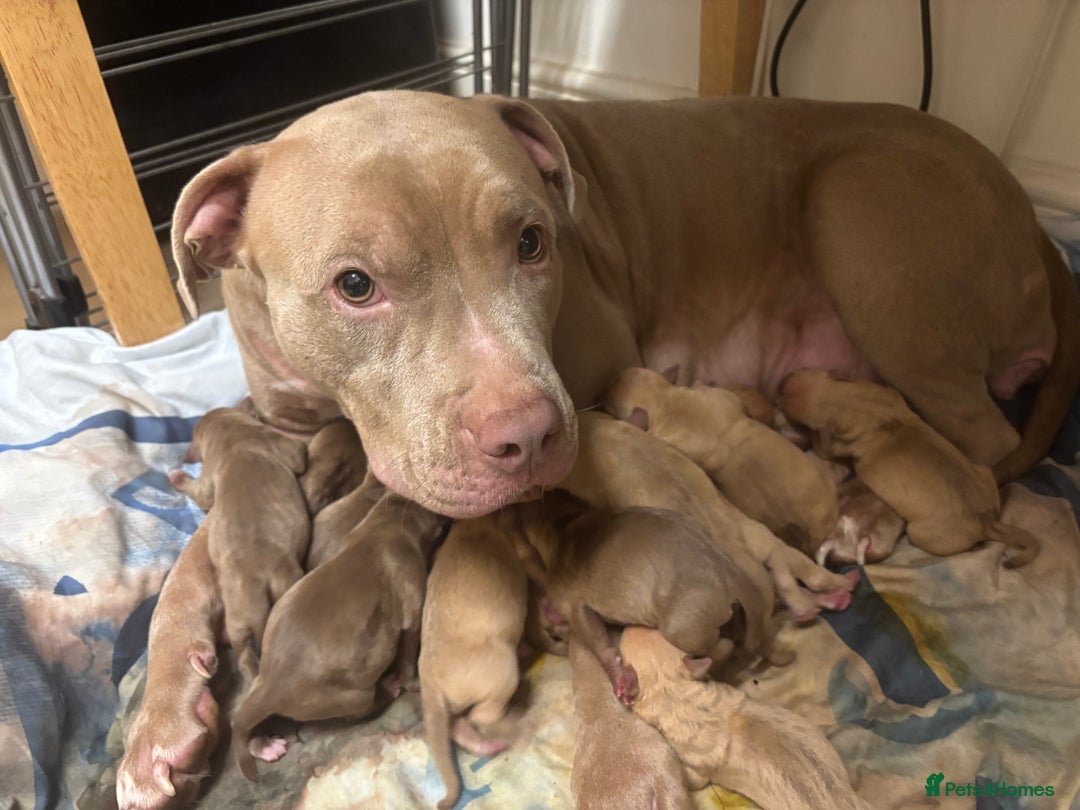 Mixed Breed dogs for sale: Staff puppies for sale!!!!! Weened and Ready now!! - Image 17