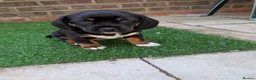 Mixed Breed dogs for sale: Cavajack x Pomeranian puppies  in Dereham - Advert 5