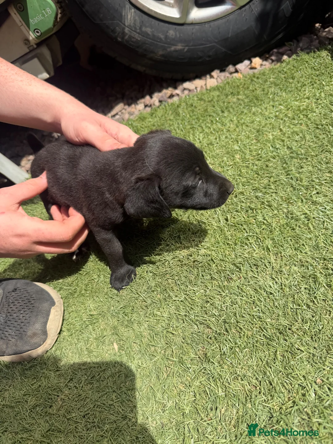 Jack Russell dogs for sale: Jack russel puppy  in Atherstone - Advert 5