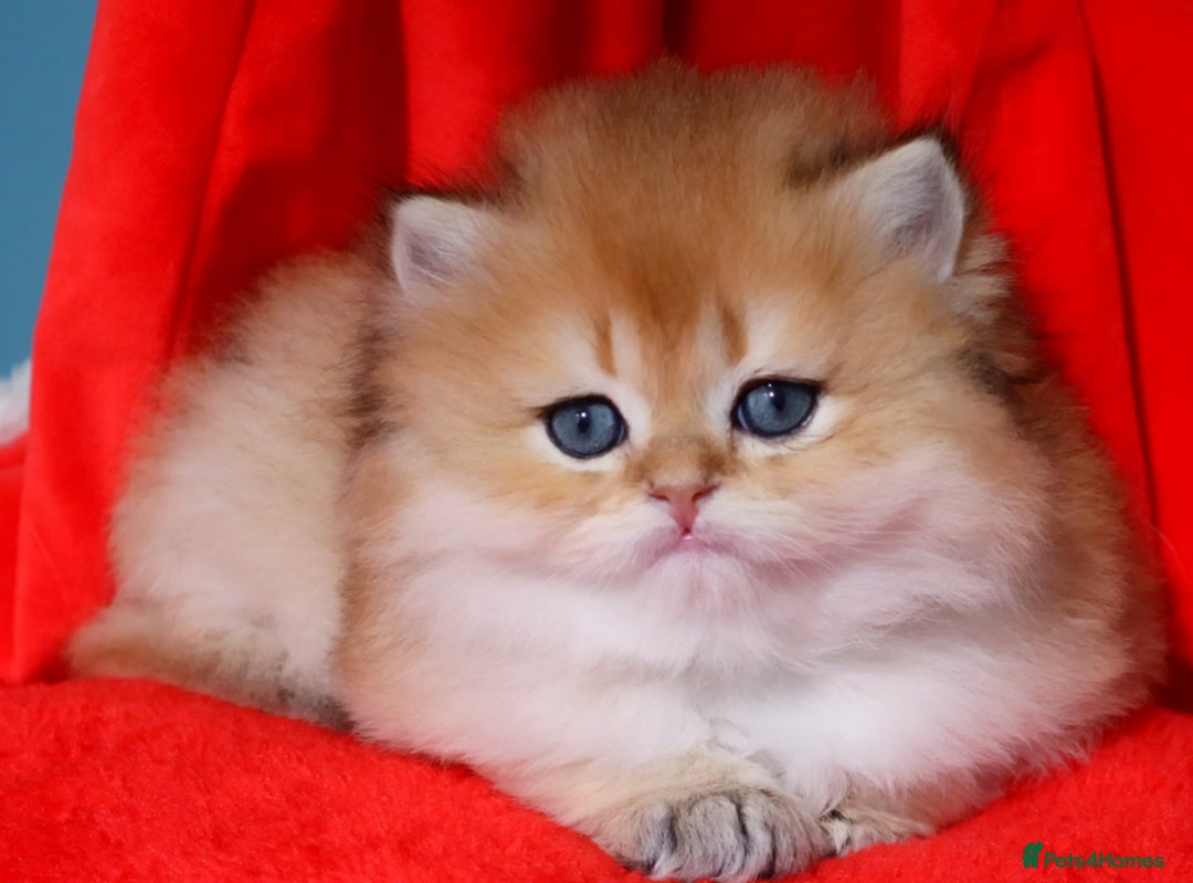 British Longhair cats for sale: 🦁EXCLUSIVE GOLDEN BRITISH LONGHAIR 🧸BABIES ✨ - Image 9