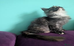 Maine Coon cats for sale: Beautiful Pedigree Maine Coon kittens  - Image 5