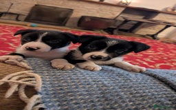 Border Collie dogs for sale: Farm bred collie pups - Image 10