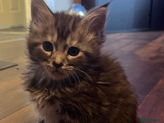 Maine Coon cats Stunning Maincoon kittens boy and girl - Advert 5