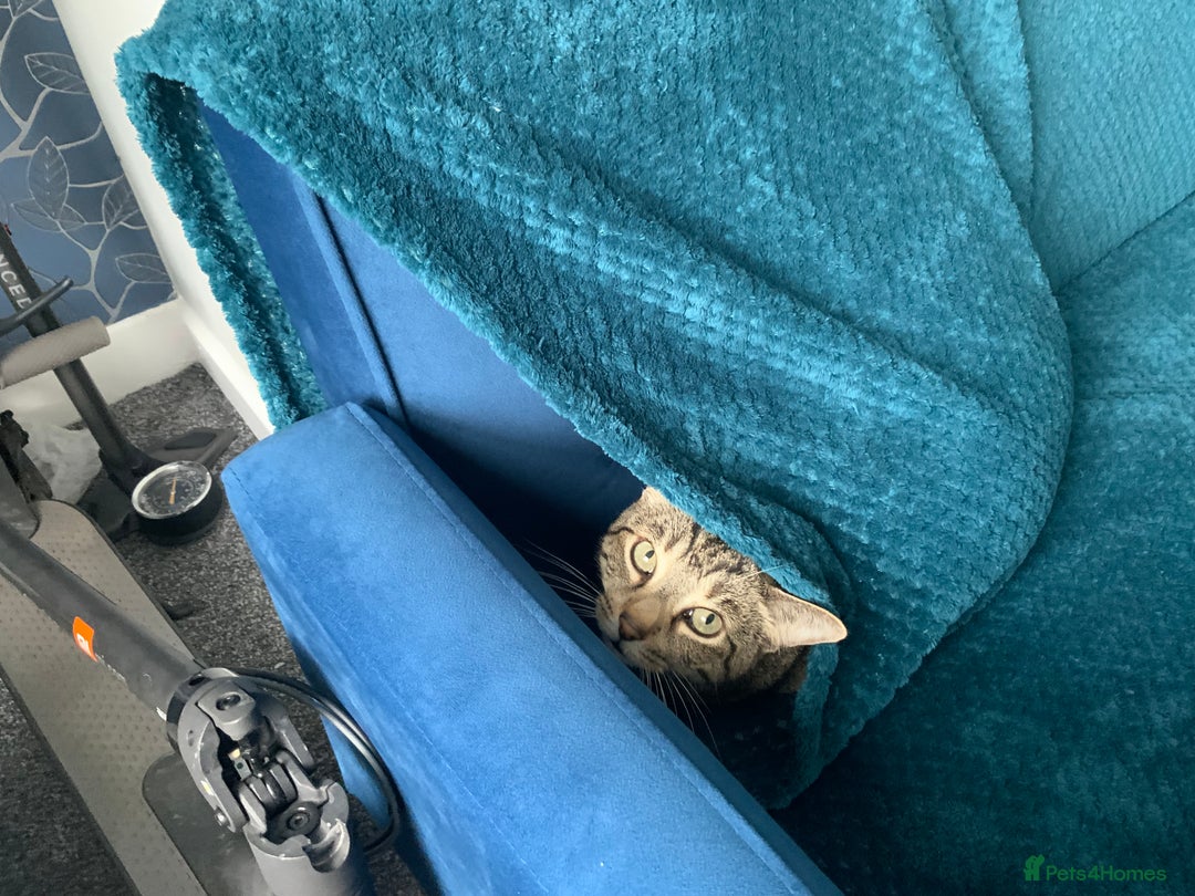 Domestic Shorthair cats for sale: Sweet boy free to a good home - Image 3