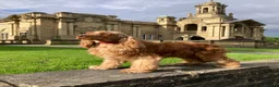 Cocker Spaniel dogs for sale: 100%show cocker spanials kc registered  - Advert 3