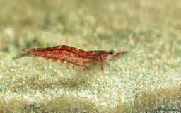 Shrimps fish for sale: 🔥RED, BLUE & YELLOW SHRIMP 🦐 + a free plant 🍃 - Image 15
