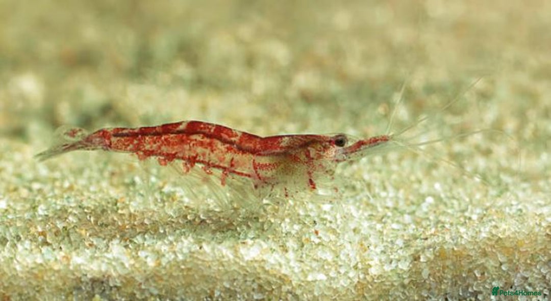 Shrimps fish for sale: 🔥RED, BLUE & YELLOW SHRIMP 🦐 + a free plant 🍃 - Image 15