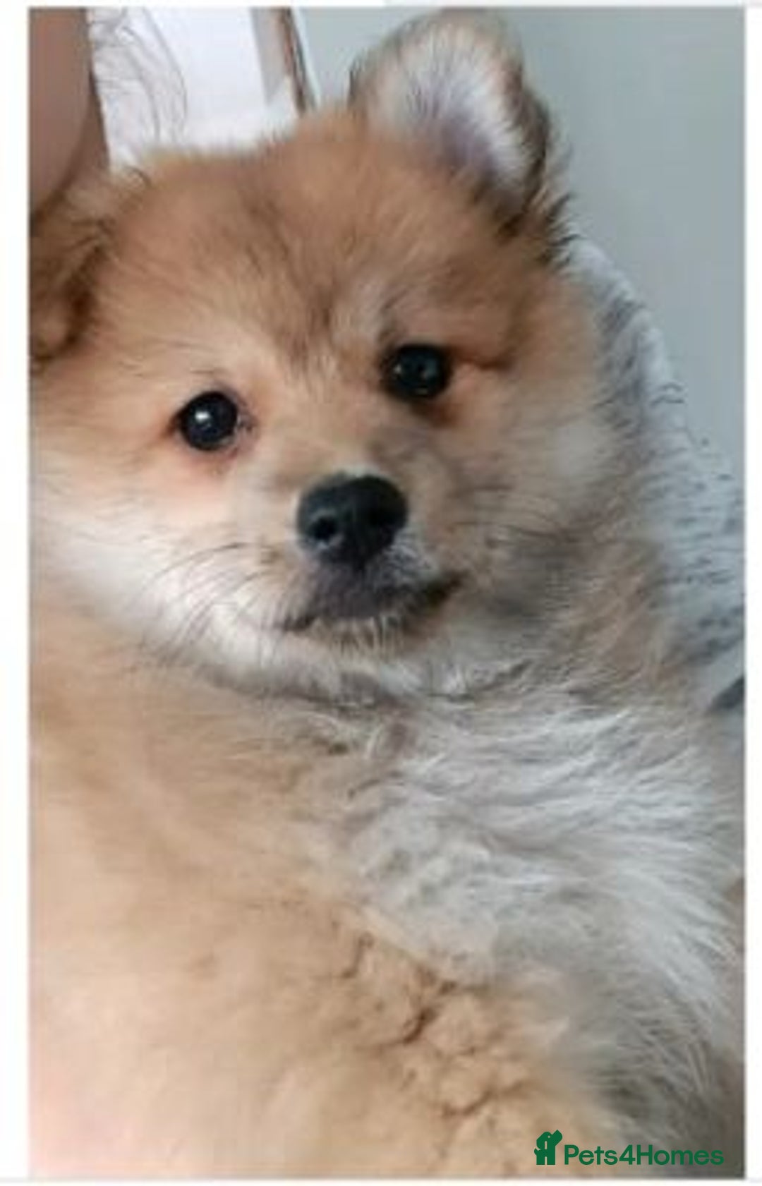 Pomeranian dogs for sale: affectionate pomeranian - Advert 1