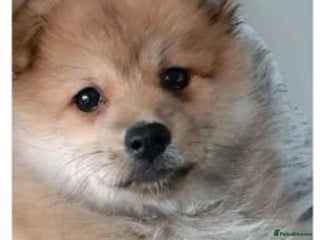 Pomeranian dogs affectionate pomeranian - Advert 2