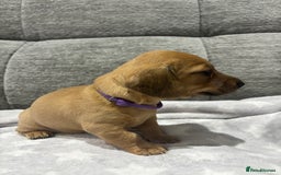 Miniature Dachshund dogs for sale: Beautiful KC Reg Miniature Dachshund Puppies - Image 8