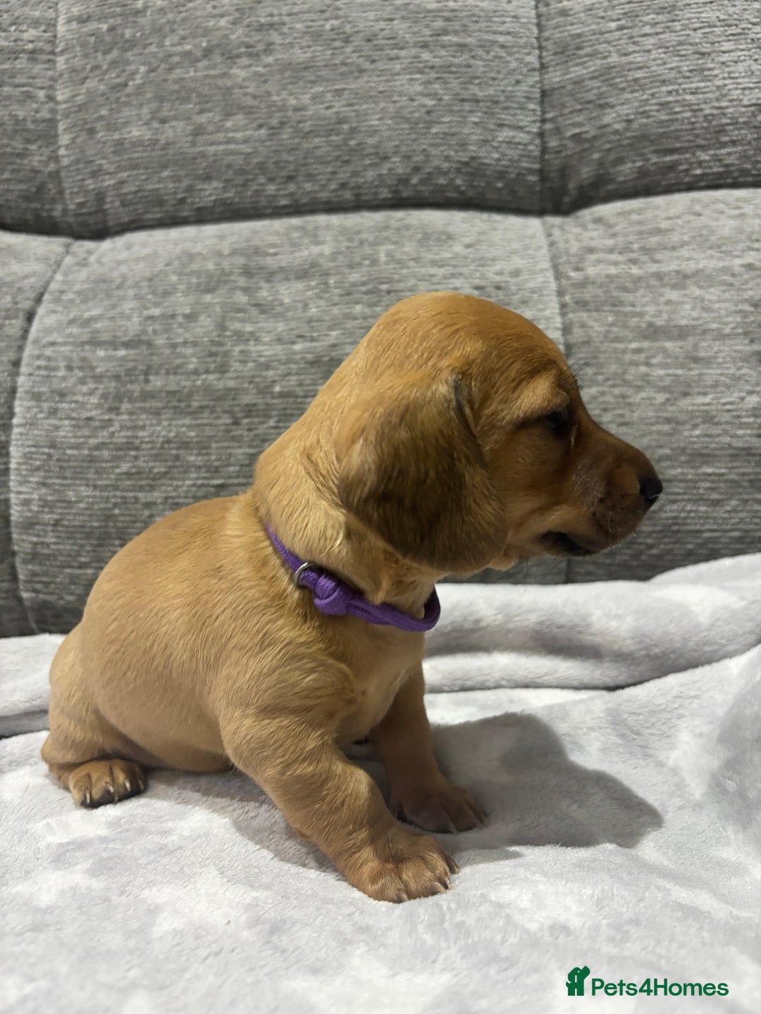 Miniature Dachshund dogs for sale: Beautiful KC Reg Miniature Dachshund Puppies - Image 8