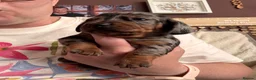 Miniature Dachshund dogs for sale: 🐾 Beautiful Miniature Dachshund Puppies 🐾 - Advert 4