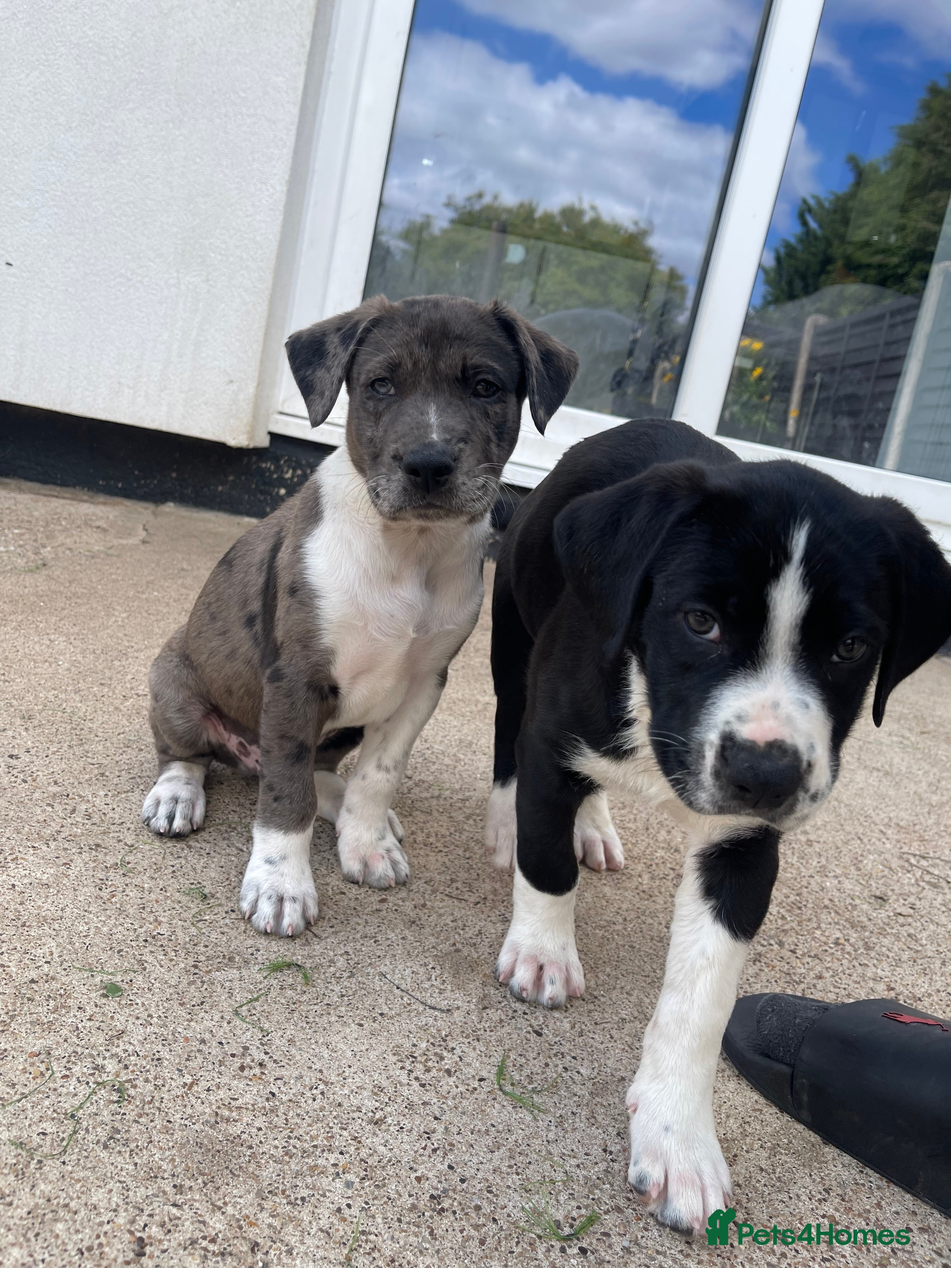 Mixed Breed dogs Spaniel x Shar pei - Unique Mixed Breed - Advert 2