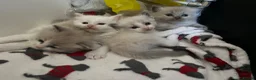 Ragdoll cats for sale: Mink & traditional ragdoll kittens  - Advert 11