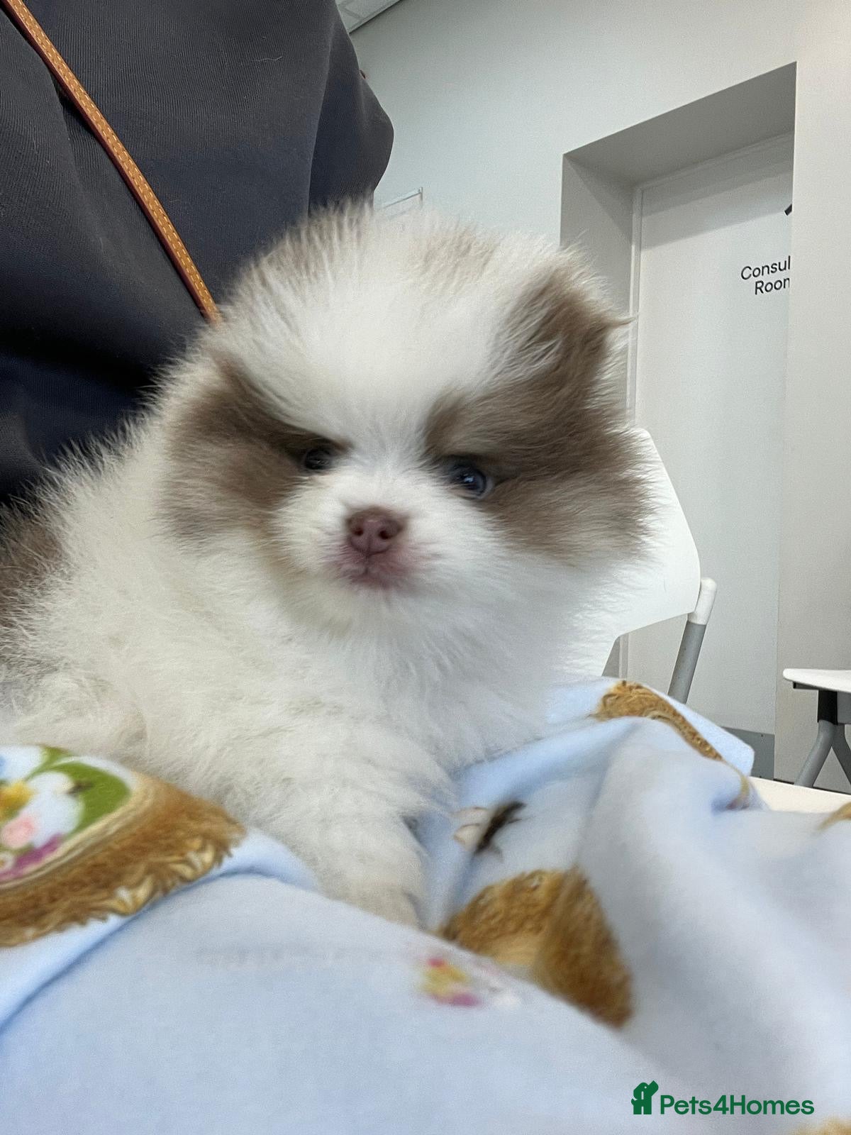 Pomeranian dogs Everest - Advert 1