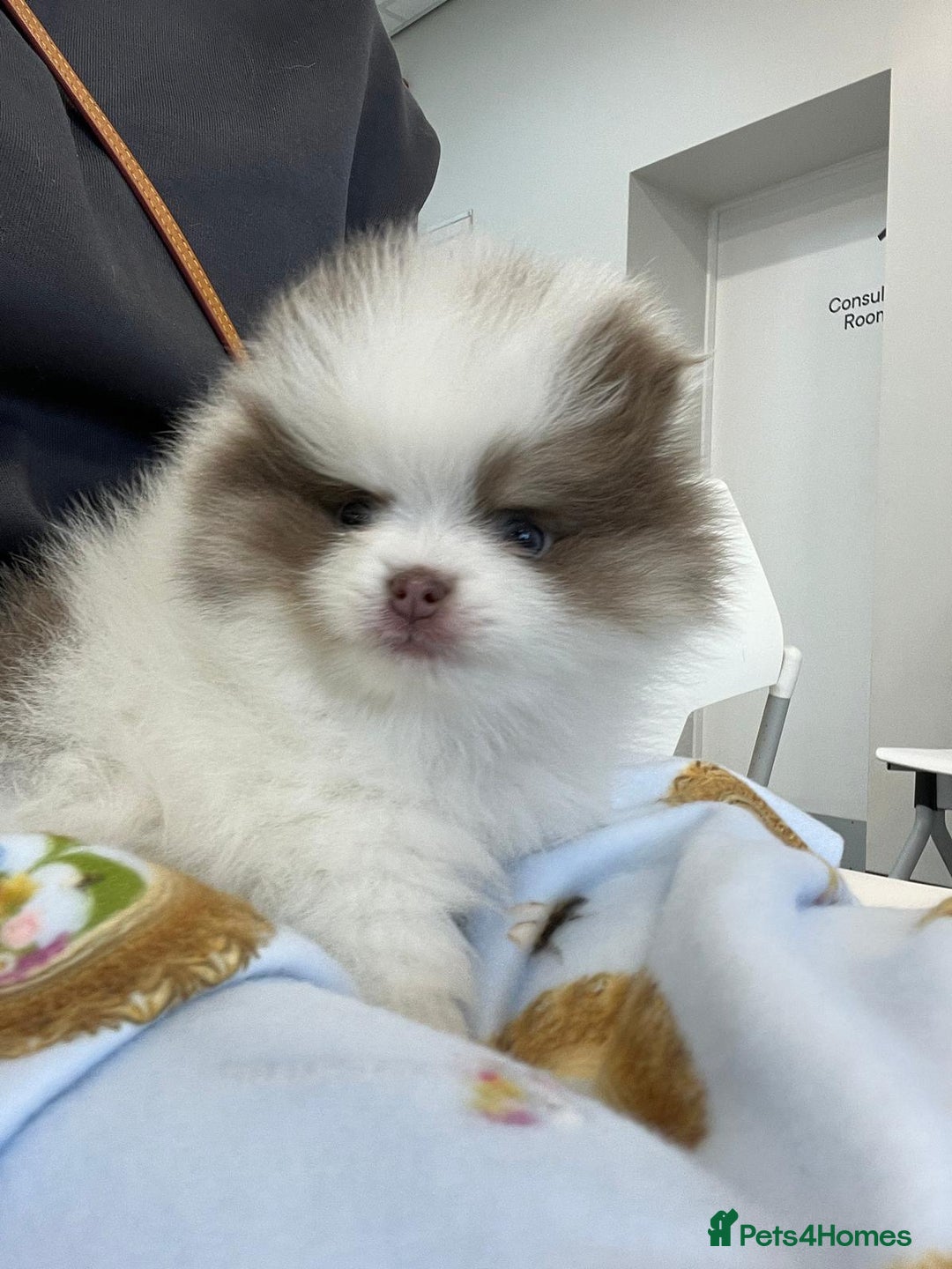 Pomeranian dogs for sale: Everest - Advert 1