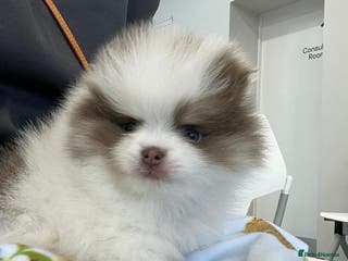 Pomeranian dogs Everest - Advert 1