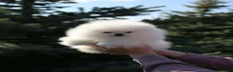 Pomeranian dogs for sale: Amazing pure white KC puppies looking for lovely🏠 - Advert 6