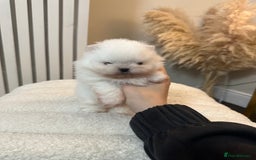 Pomeranian dogs for sale: Outstanding champion bloodline KC reg puppies  - Advert 24