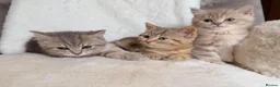 British Shorthair cats for sale: GCCF, BSH kittens from health tested parents  - Advert 3