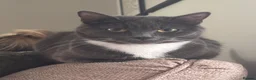 Mixed Breed cats for sale: 1 year old female cat - Advert 4
