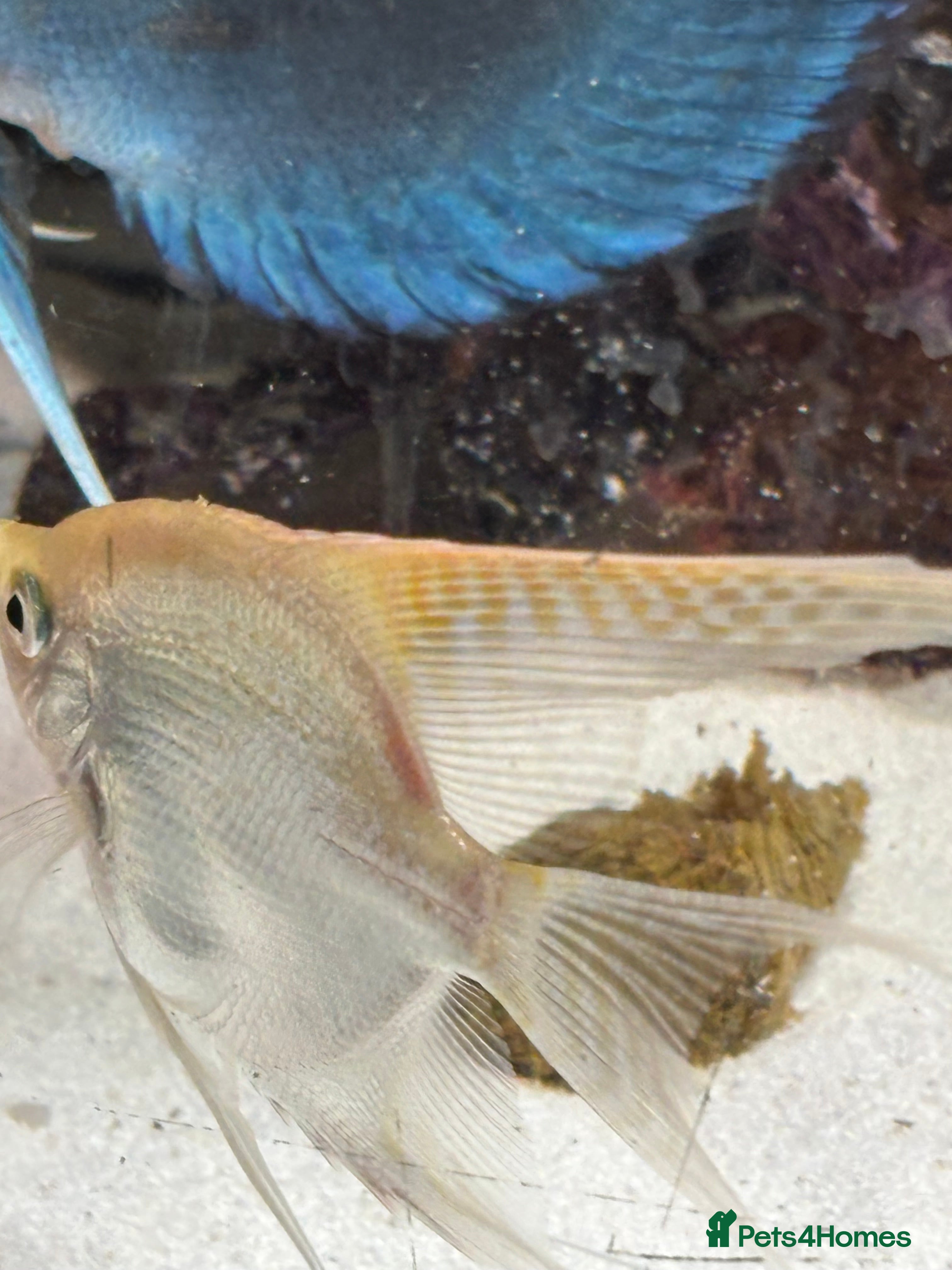 Angelfish fish Stunning long fin gold finned angelfish - Advert 3