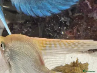 Angelfish fish Stunning long fin gold finned angelfish - Advert 3