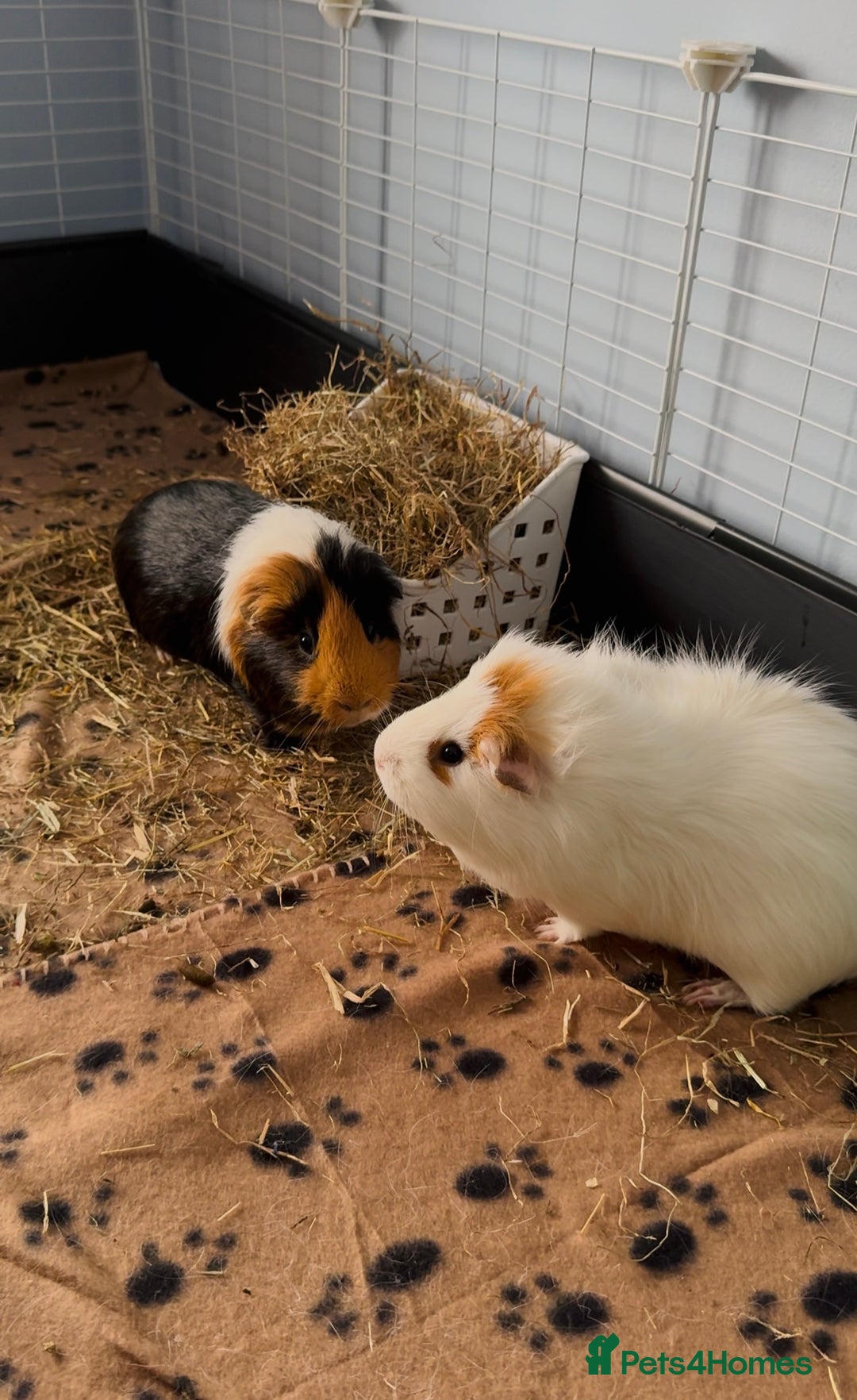 Guinea Pig rodents for sale: Guinea Pigs for Sale - Image 2