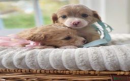 Cavapoochon dogs for sale: Cavapoochon puppies - Image 9