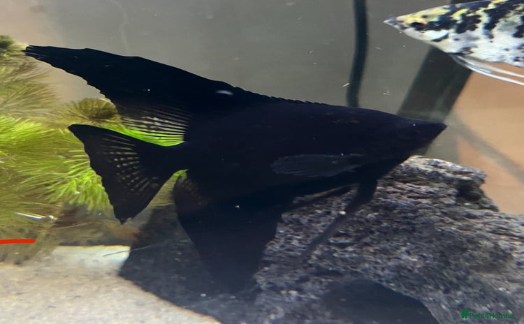 Angelfish fish - Advert 4