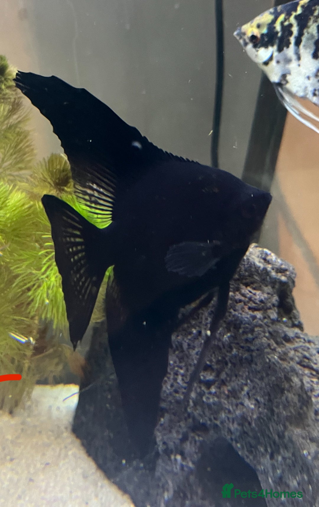 Angelfish fish for sale: Angelfish x2 - Image 2