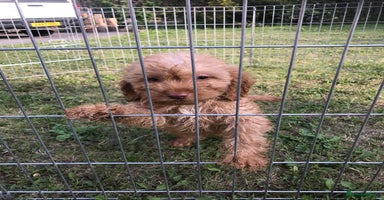 Cockapoo dogs - Advert 2